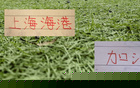 足协杯8强 CCTV5直播两场 ！海港能否延续2023年以来都有冠军势头 就看这场